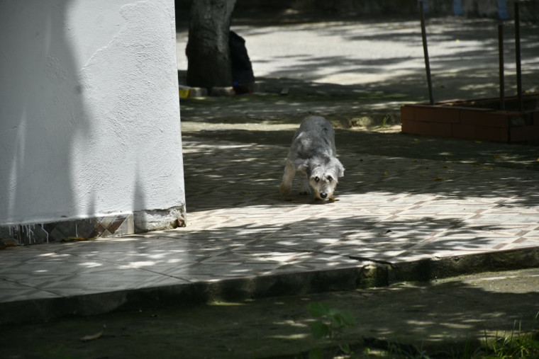 Perro de la discordia