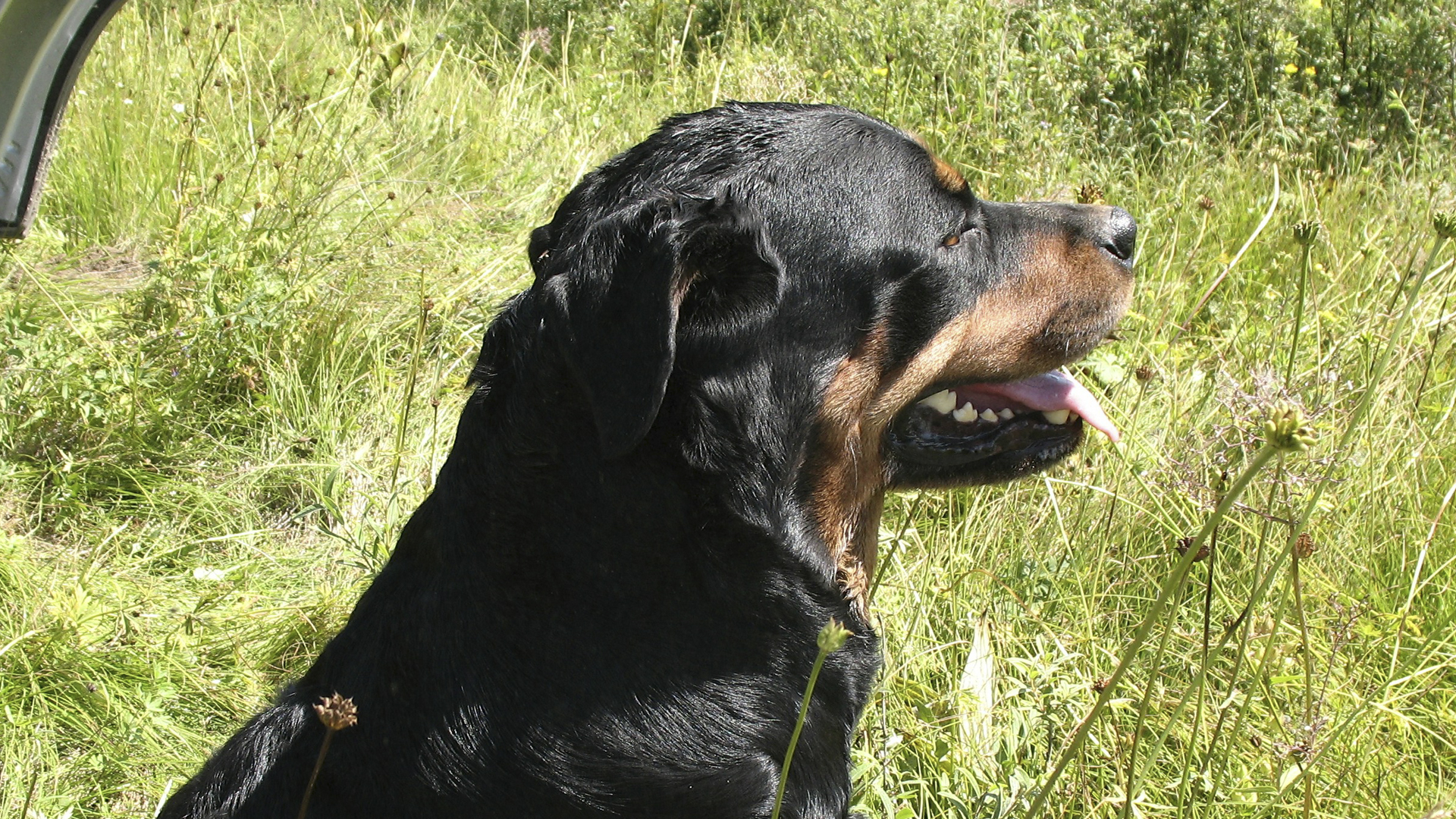 Imagen de referencia de un perro rottweiler 