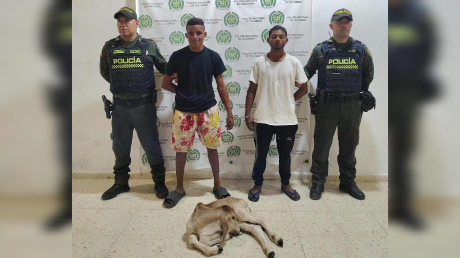 Capturados en Palmar de Varela por el delito de abigeato.