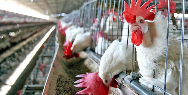 Gallinas en un corral.