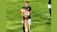 Perro se coló a la cancha