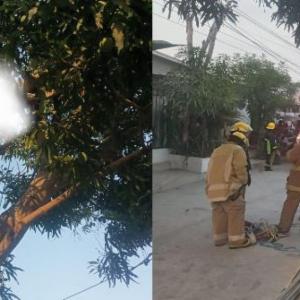 El cuerpo de bomberos llegó al lugar de los hechos para bajar el cuerpo del árbol.