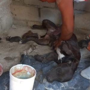 El perro que habría perpetrado el ataque