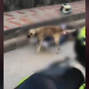 El perro en el momento que lleva a cabo el curioso momento