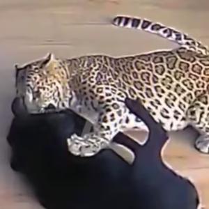 El canino en medio del enfrentamiento con el leopardo. 