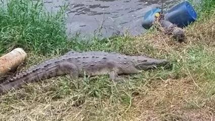 Las autoridades competentes enviaron a un cazador para que neutralice al animal. El hecho se presentó en Estados Unidos. 