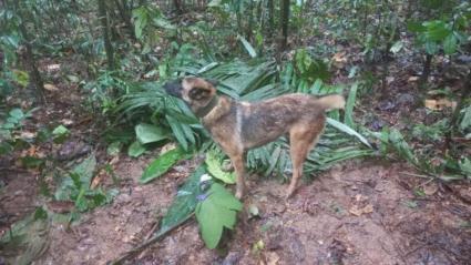 Wilson colaboró durante varias semanas a seguir el rastro de los pequeños desaparecidos en la selva