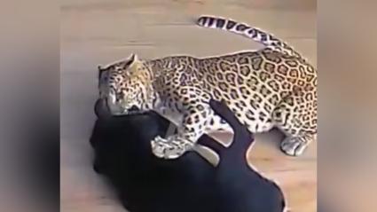 El canino en medio del enfrentamiento con el leopardo. 