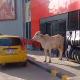 La vaca saliendo de un local comercial de Sincelejo